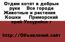 Отдам котят в добрые руки. - Все города Животные и растения » Кошки   . Приморский край,Уссурийск г.